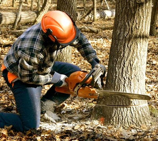 Tree Removal in Granite Quarry, NC